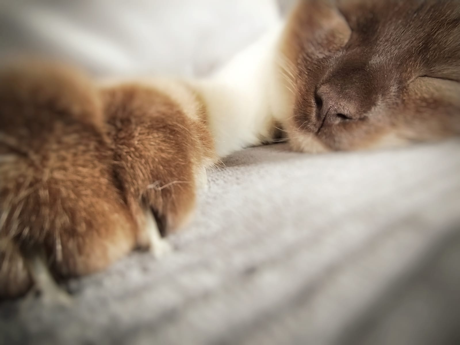 Tierbetreuung, Mauzmobil, Schlafender Kater